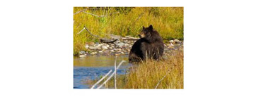 Oso en el río