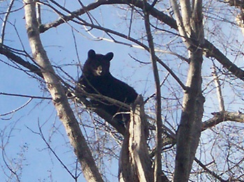 oso arbol