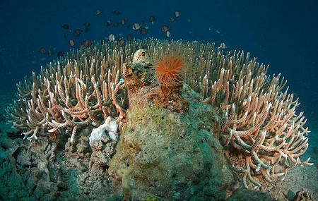 una imagen de un arrecife de coral con peces y plantas