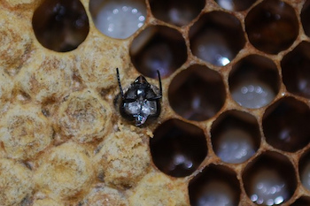 abeja emergente