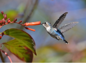 Abeja colibrí bebiendo néctar
