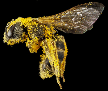 Una abeja cubierta de polen