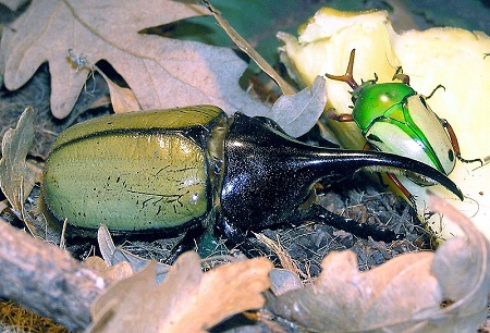 Un escarabajo MUY GRANDE de color canela con una enorme probóscide puntiaguda (o mandíbula superior) junto a un escarabajo más pequeño de color verde brillante.