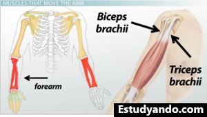 Bíceps y tríceps