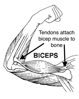 bíceps