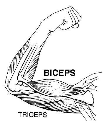 Diagrama de bíceps y tríceps.