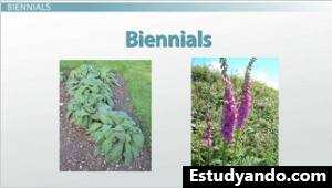 Ejemplo de planta bienal