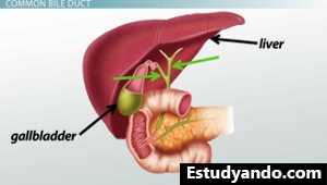 Diagrama del conducto biliar