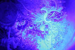Bioluminiscencia en corales