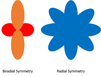 simetría radial y birradial