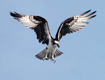 Las águilas pescadoras y otras aves rapaces tienen ojos agudos para buscar comida y pueden descender a gran velocidad.