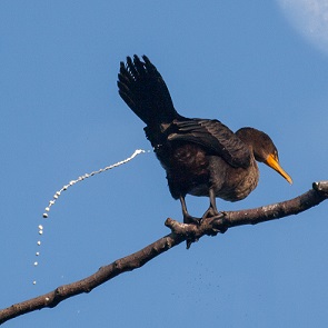 aves excretando desechos