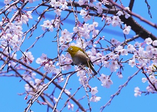 Pájaro en el árbol