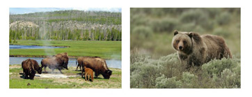 Bisonte y grizzly