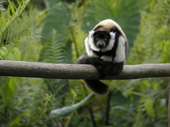 Lémur rufo en árbol