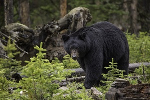 Oso negro