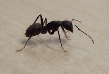 hormiga