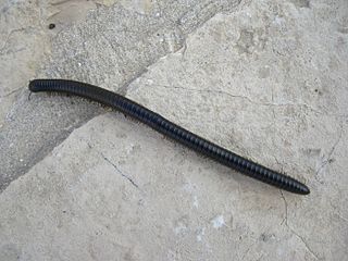 Milpiés negro sobre hormigón