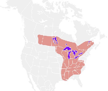 mapa de blastomicosis