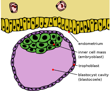 Diagrama de estructura de blastocisto