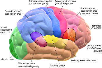 cerebro