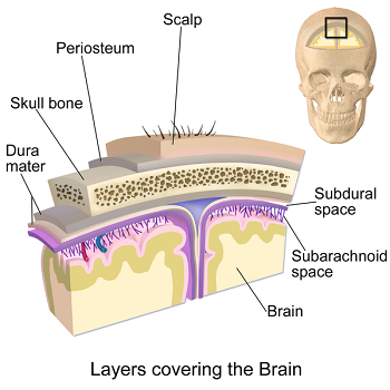 capas del cerebro