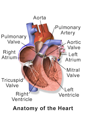 anatomia del corazon