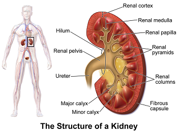 Anatomía de los riñones