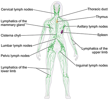 sistema linfático, notas linfáticas, linfedema