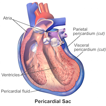 Saco pericárdico