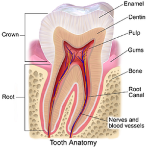 anatomía del diente
