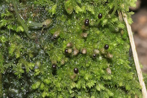 Jungermanniopsida