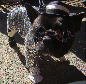 Boston Terrier en bling