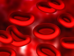 las células rojas de la sangre