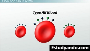 Tipo de sangre AB
