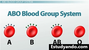 Tipos de sangre