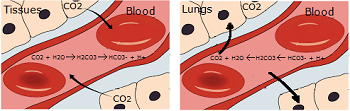 El sistema tampón de sangre en los tejidos y los pulmones.