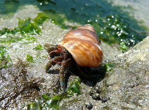cangrejo ermitaño