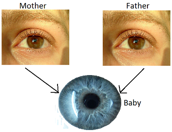 ojos azules y marrones