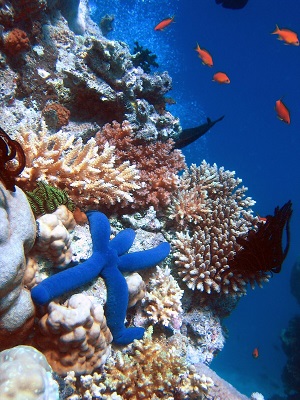 Gran Barrera de Coral