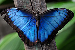 alas de mariposa morpho azul abiertas