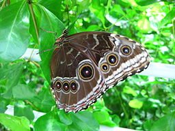 Una mariposa morpho azul con sus alas cerradas.