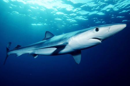 Fotografía en color de un tiburón azul delgado en el océano azul.