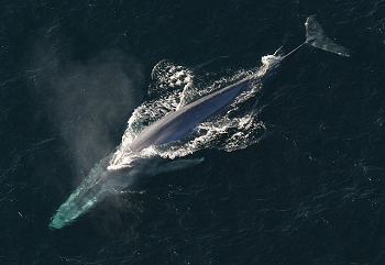 ballena azul