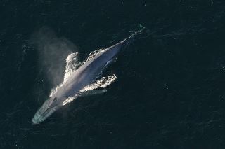 ballena azul