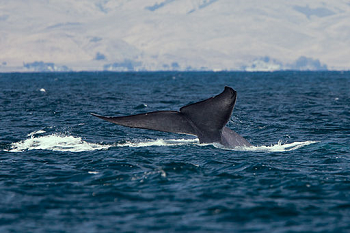 cola de ballena azul