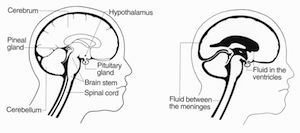 Diagrama del cerebro
