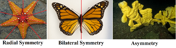 Diagrama que muestra ejemplos de simetría radial, simetría bilateral y asimetría.