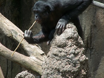 herramienta bonobo