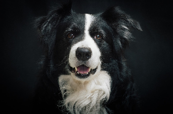 bordercollie